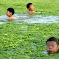 green-algae-bloom