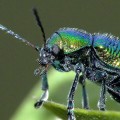 green-dock-beetle-leaf