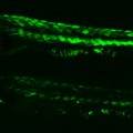 green-glowing zebrafish
