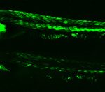 green-glowing zebrafish