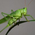 green-grasshopper