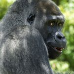 grinning-gorilla