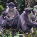 grizzled-langur-monkey-group-eric-fell