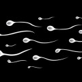 guardian of the genome oversees quality control in the production of sperm