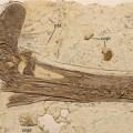 guidraco-venator-skull