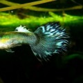 guppie