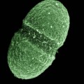gut-microbe-big