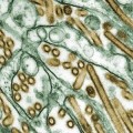 h5n1-big-virus