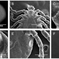 haemaphysalis-flava-scanning-electron-microscope