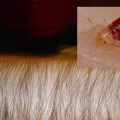 Hairy People Better at Catching Bedbugs