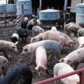 hog-farm-odor-blood-pressure