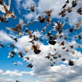 homing-pigeons-china