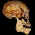 homo rudolfensis specimen lower jaw
