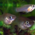 homosexual-fish-mollies