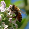 honeybee-forager