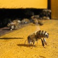 honeybee-hive