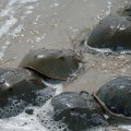 horseshoe-crab