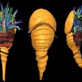 horseshoe crab history
