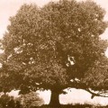 huge-american-chestnut