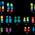 human-chromosomes