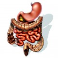Human Gastrointestinal System