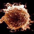 human-egg-fertilized