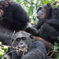 humans and chimpanzees share the same three distinct communities of bacteria in their guts
