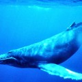 humpback_whale_underwater