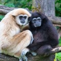 hylobates-lar-pair-white-black
