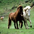 icelandic-horse-pacing
