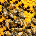 imidacloprid, one of the most widely used pesticides, tied to bee colony colapse