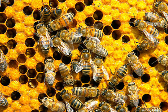 imidacloprid, one of the most widely used pesticides, tied to bee collony collapse