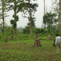 india-forest-cover