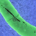 induced magnetism to a non-magnetic organism