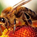 insecticide linked to die-off of honeybees