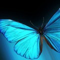 iridescent-butterfly-wings