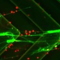 jellyfish-microchip