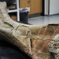 laser-scanning-fossil-bone