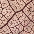 leaf vein architecture allows predictions of past climate