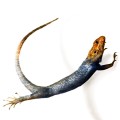 Leaping Lizards Influence Robot Design