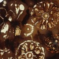 lost-darwin-fossil-plant