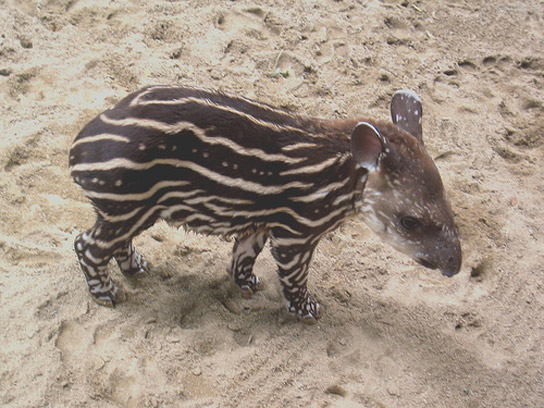 lowland-tapir-brazil