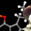 magic-mushroom-psilocybin
