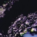 magnetic-soap-close-up