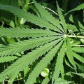 Marijuana Plant