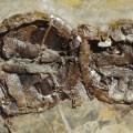messel-lake-turtles