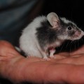 mice-memory-erasure