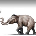 mini-mammoth-size-comparison