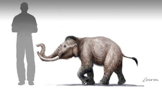 mini-mammoth-size-comparison.jpg