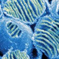 mitochondrial-dna-swap